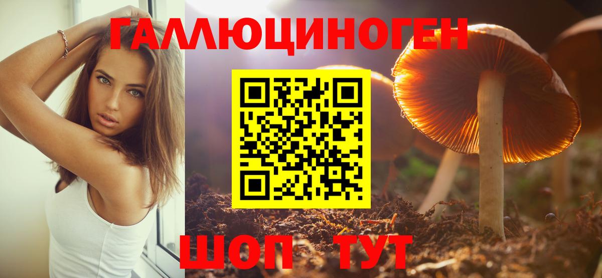 Галлюциногенные грибы Psilocybine cubensis Зеленогорск